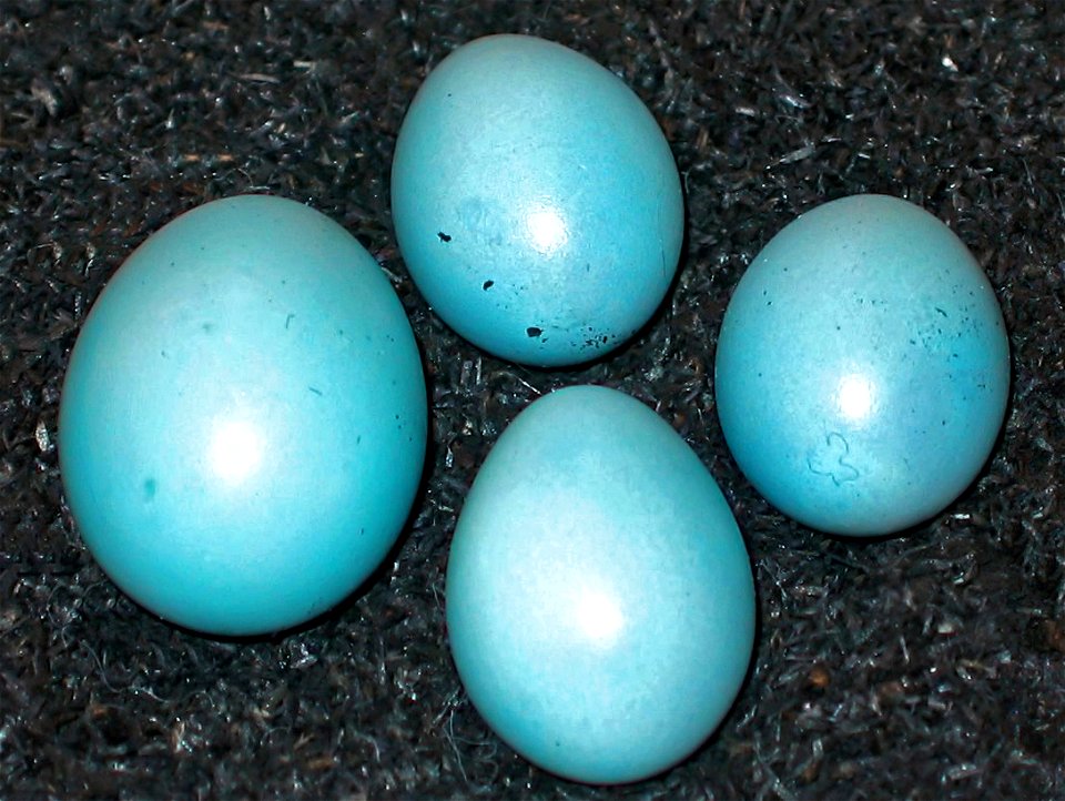Eier von Kuckuck und Gartenrotschwanz