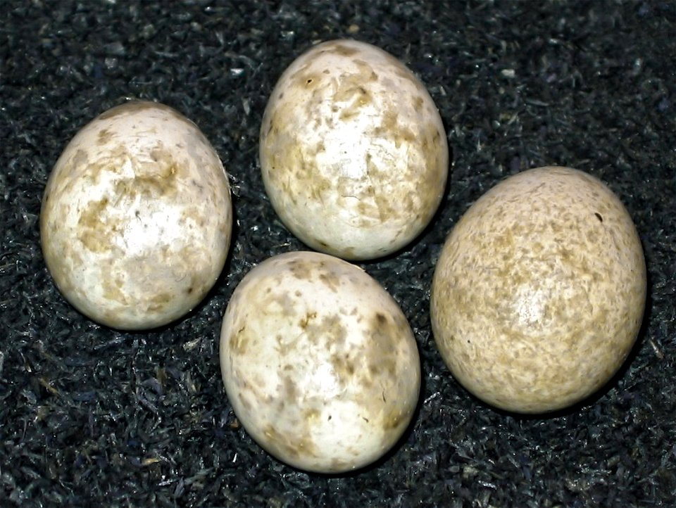 Eier von Kuckuck und Gartengrasmücke