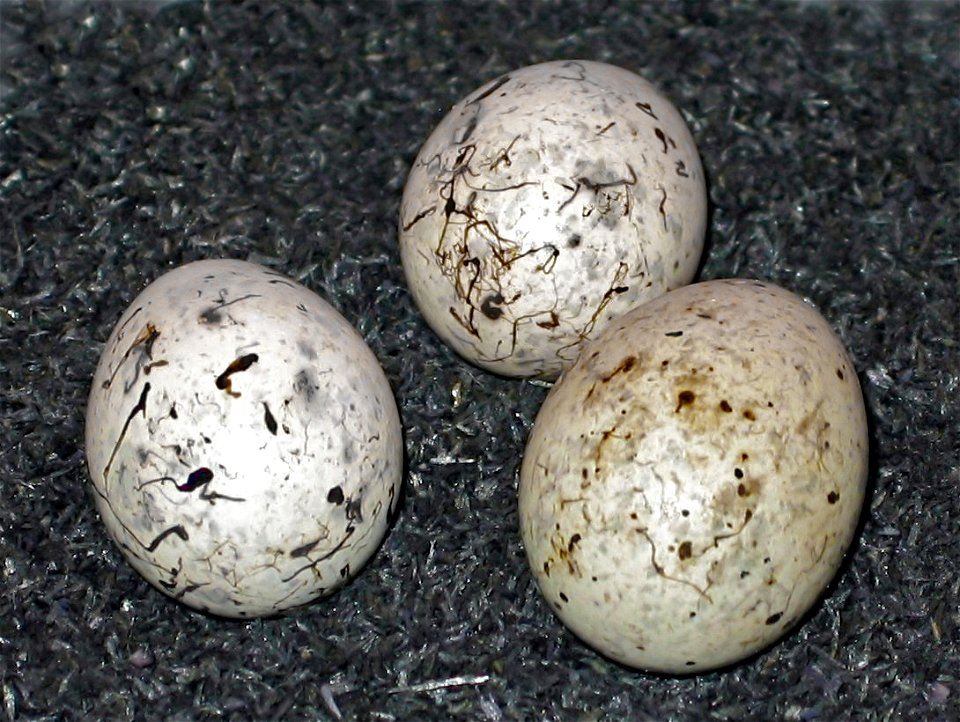 Eier von Kuckuck und Goldammer