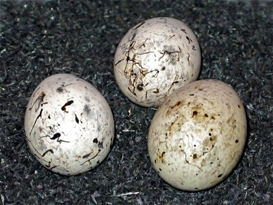 Eier von Kuckuck und Goldammer