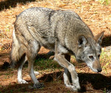 Red Wolf, captive specimen at Chehaw Park, Albany GA, USA