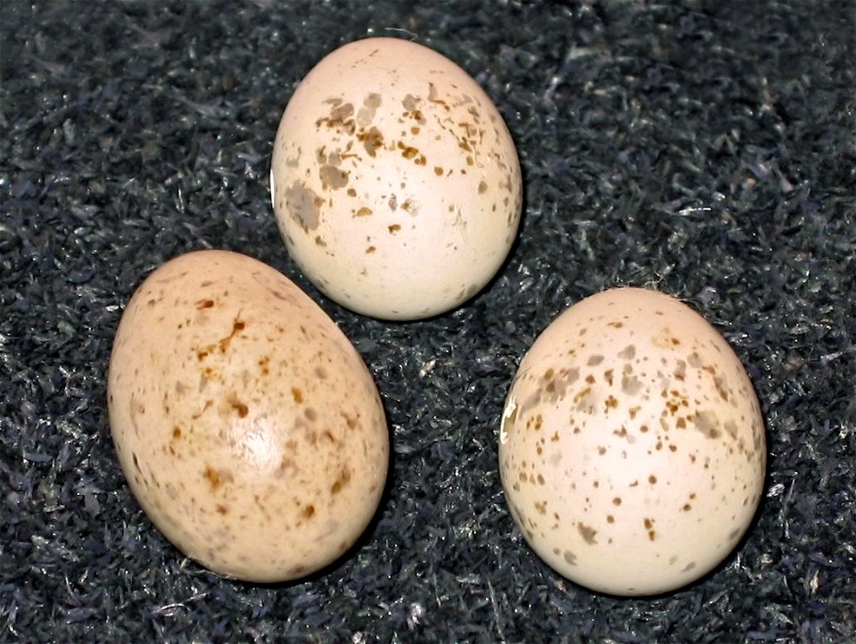Eier von Kuckuck und Neuntöter