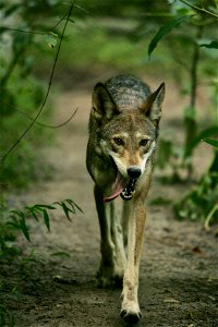 Image title: A walk in the woods Image from Public domain images website, http://www.public-domain-image.com/full-image/fauna-animals-public-domain-images-pictures/foxes-and-wolves-public-domain-image photo