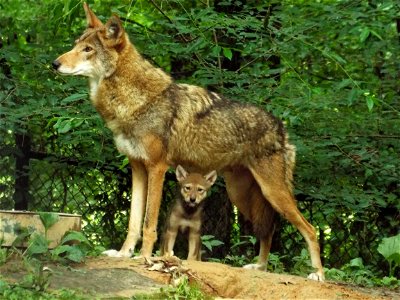 Woodlands Nature Station resident pair of red wolves welcomed a female pup in May 2014. She stays close to mom while young. Photo courtesy of Brooke Gilley.