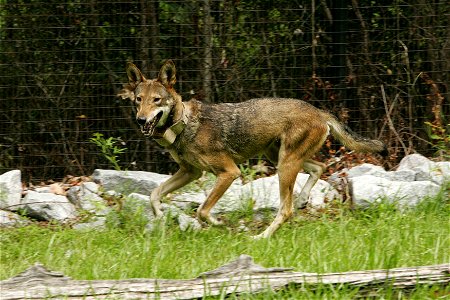 Image title: An endangered red wolf canis rufus Image from Public domain images website, http://www.public-domain-image.com/full-image/fauna-animals-public-domain-images-pictures/foxes-and-wolves-publ photo