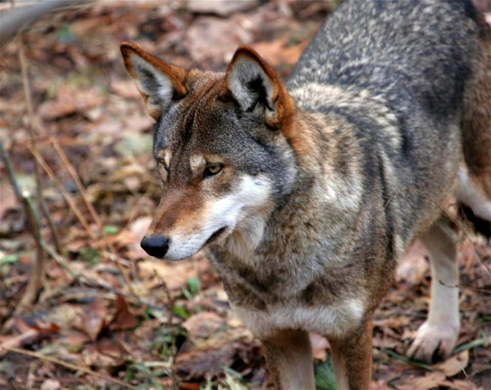 Red wolf (Canis rufus) at the Rosamond Gifford Zoo, Syracuse, New York.