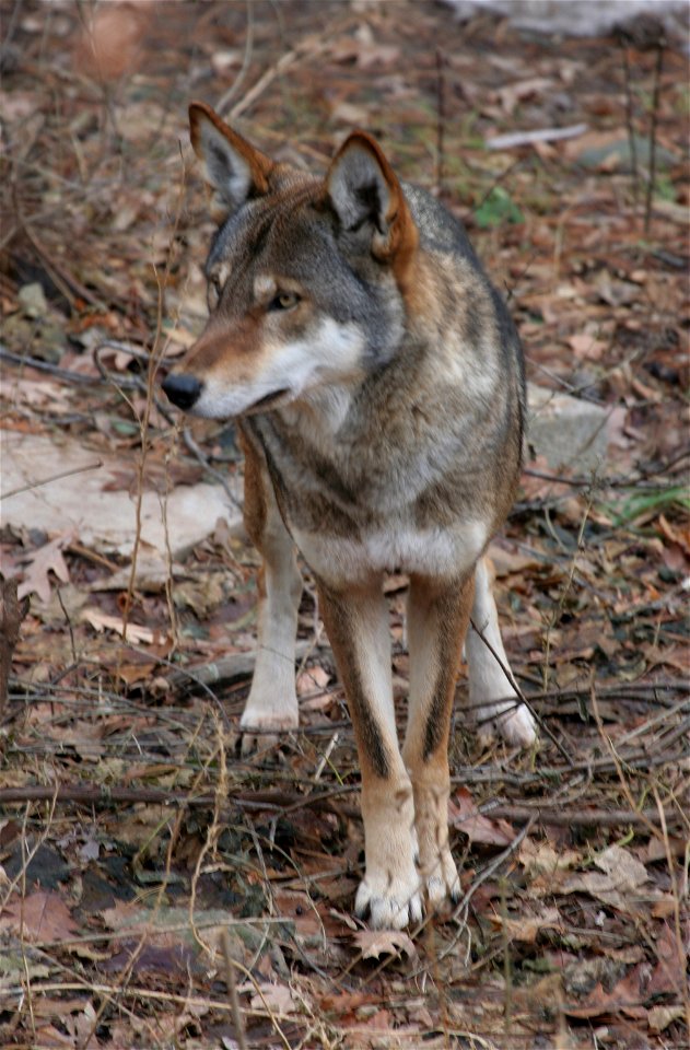 Red wolf (Canis rufus) at the Rosamond Gifford Zoo, Syracuse, New York.