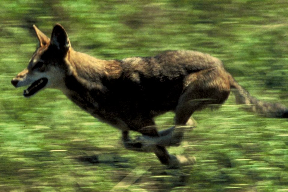 Red wolf running