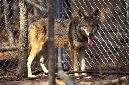 Image title: Canis rufus red wolf mammal Image from Public domain images website, http://www.public-domain-image.com/full-image/fauna-animals-public-domain-images-pictures/foxes-and-wolves-public-doma photo