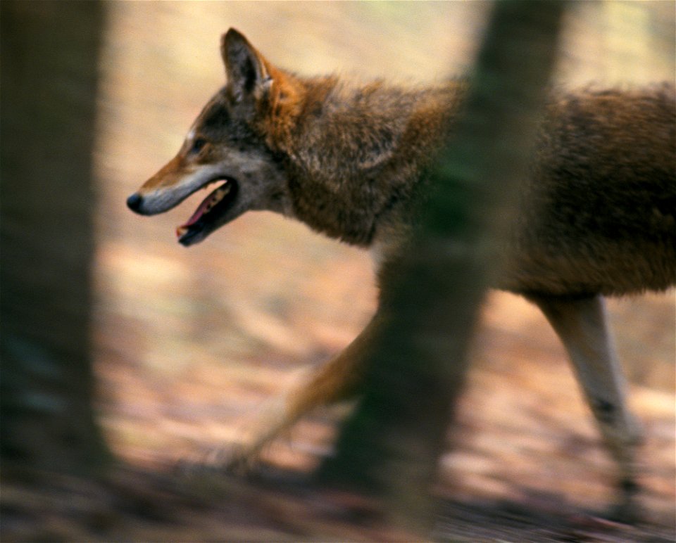 Red wolf (Canis rufus)