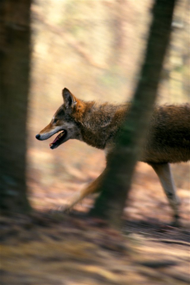 Red wolf (Canis rufus) in Alligator River National Wildlife Refuge, North Carolina, USA