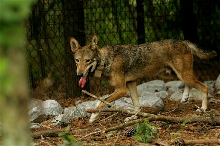 Image title: Captive red wolf canis rufus Image from Public domain images website, http://www.public-domain-image.com/full-image/fauna-animals-public-domain-images-pictures/foxes-and-wolves-public-dom photo