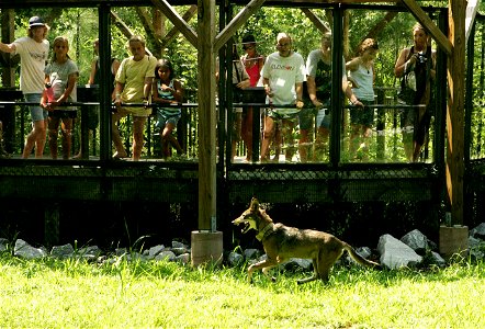 Image title: People watching captive red wolf canis rufus
Image from Public domain images website, http://www.public-domain-image.com/full-image/people-public-domain-images-pictures/people-watching-ca