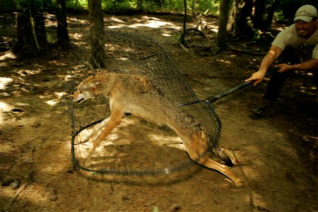 Image title: Red wolf capture with net Image from Public domain images website, http://www.public-domain-image.com/full-image/fauna-animals-public-domain-images-pictures/foxes-and-wolves-public-domain photo
