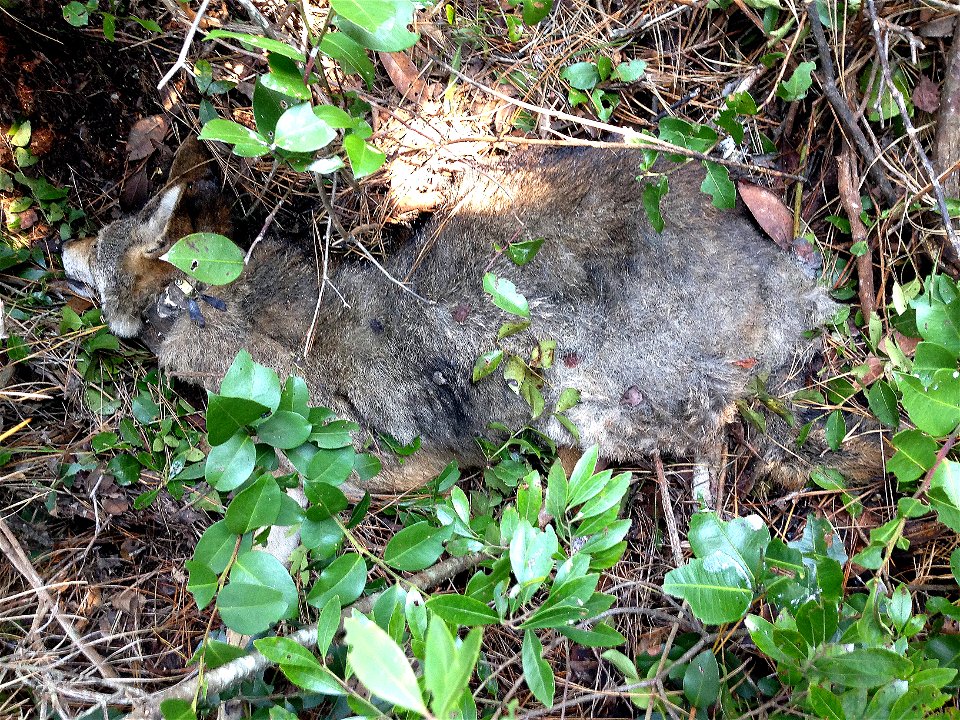 Gunshot red wolf found on private property north of the Town of Swanquarter, in western Hyde County, North Carolina, on Tuesday, November 19, 2013.   Public domain Photo by U.S. Fish and Wildlife Serv