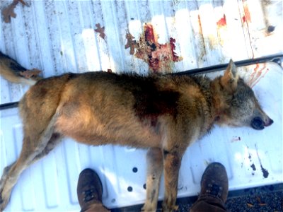 Photo is public domain Red wolf found shot in Washington County, N.C. on Nov. 18, 2013 This is the fifth red wolf killed or missing in less than a month. Photo by USFWS. USFWS NEWS RELEASE U.S. Fi photo