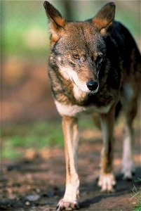 Image title: Red wolf male fron view Image from Public domain images website, http://www.public-domain-image.com/full-image/fauna-animals-public-domain-images-pictures/foxes-and-wolves-public-domain-i photo