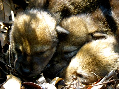 endangered 
Alligator River National Wildlife Refuge, NC
Photo: DJ Sharp/USFWS

Endangered red wolves are raised in captivity at FL's St. Vincent National Wildlife Refuge and released into the wild at