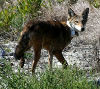 Red wolf with radio collar photo
