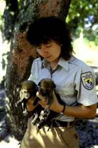 FWS staff with two red wolf pups bred in captivity. The red wolf is an endangered species that is currently found in the wild only as experimental populations in Tennessee and North Carolina. These ca photo