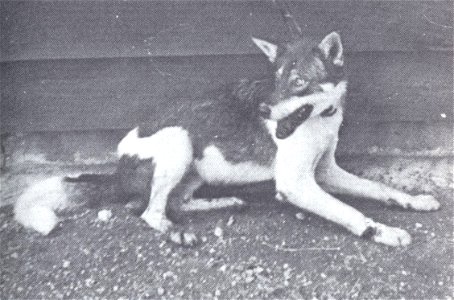 Red wolf-dog hybrid, taken near Ellington, Southwest Reynolds County, Missouri.