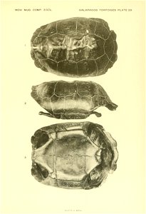 The Galapagos tortoises /  by Samuel Garman.