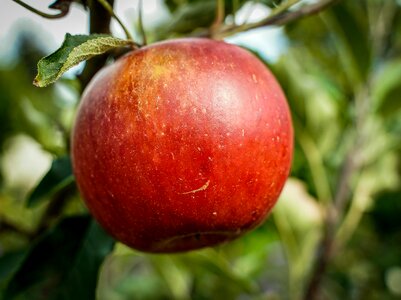 Macro fruit red