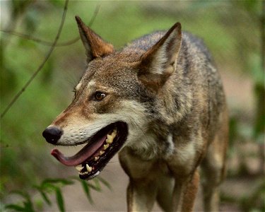 Image title: Wonderful close shot of the beautiful red wolf canis rufus Image from Public domain images website, http://www.public-domain-image.com/full-image/fauna-animals-public-domain-images-pictur photo