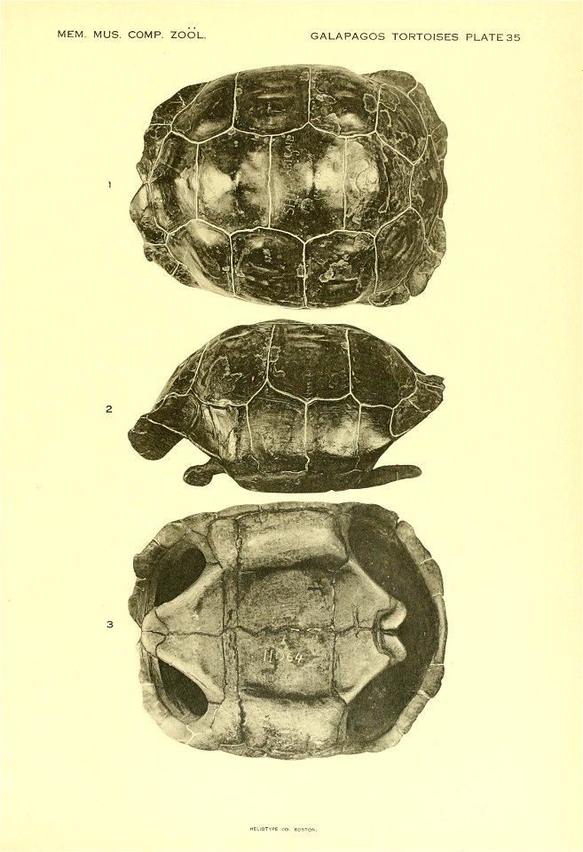 The Galapagos tortoises /  by Samuel Garman.