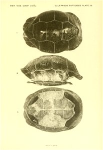 The Galapagos tortoises /  by Samuel Garman.