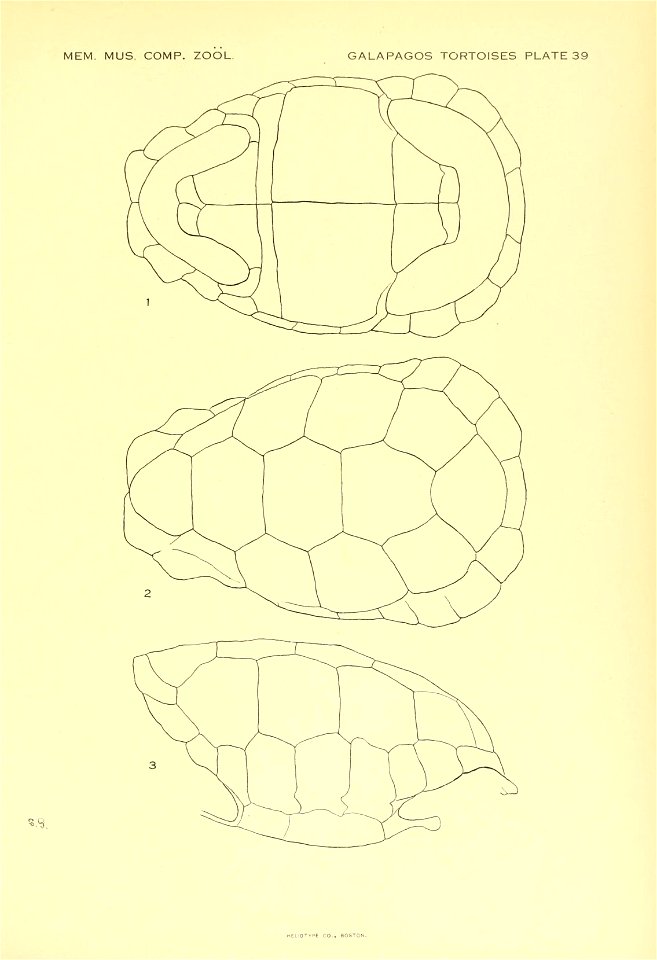 The Galapagos tortoises /  by Samuel Garman.