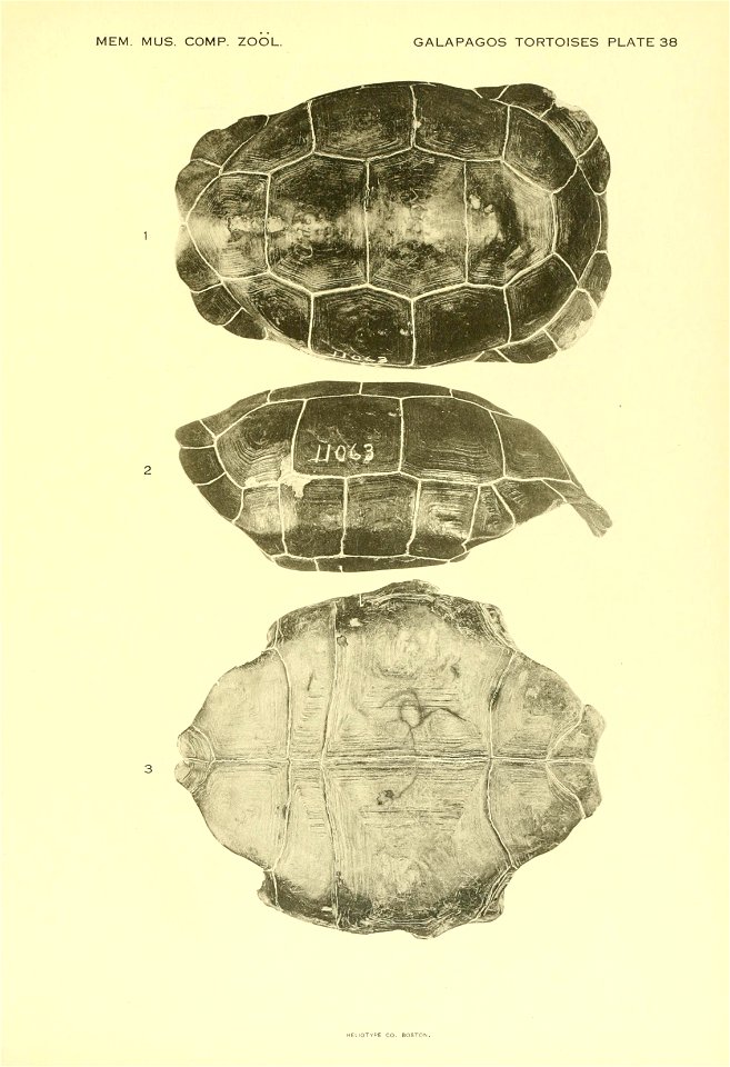 The Galapagos tortoises /  by Samuel Garman.