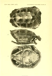 The Galapagos tortoises /  by Samuel Garman.