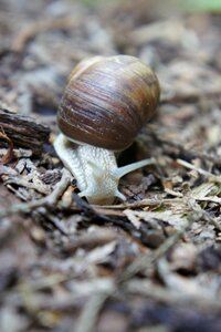Nature shell reptile