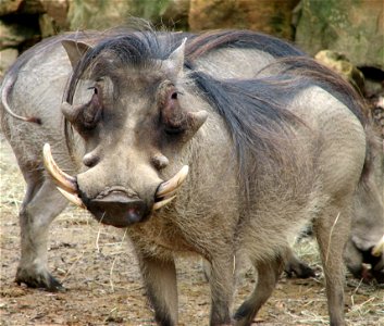 Warthog - Phacochoerus africanus