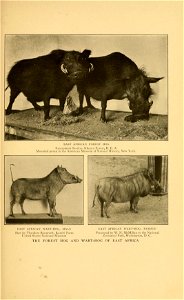 Escarpment Station, Kikuyu Forest, B. E. A. 
Mounted group in the American Museum of Natural History, New York. 
EAST AFRICAN WART-HOG, MALE 
Shot by Theodore Roosevelt, Kamiti Farm 
United States Nat