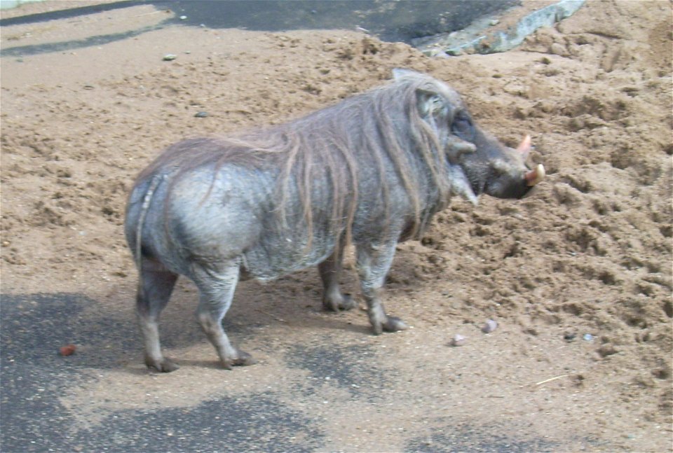Common Warthog Phacochoerus africanus (scientific name) at Moskau Zoo. Careful: File name mistakenly indicates it is Phacochoerus aethiopicus.