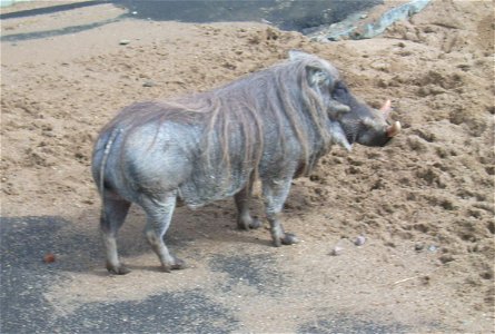 Common Warthog Phacochoerus africanus (scientific name) at Moskau Zoo. Careful: File name mistakenly indicates it is Phacochoerus aethiopicus.