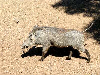 Running warthog with one broken tusk, taken at the Phoenix Zoo. photo
