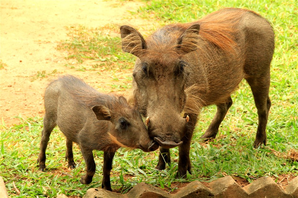 Warthogs, Merchison Falls, Uganda