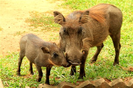 Warthogs, Merchison Falls, Uganda