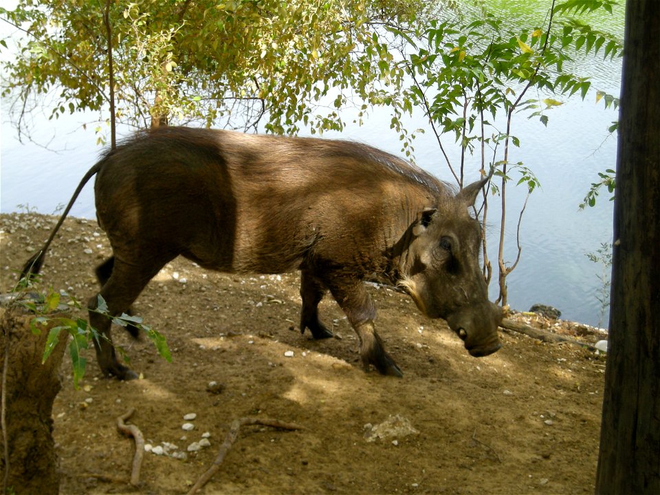Phacochère à la Réserve de Bandia (Sénégal)