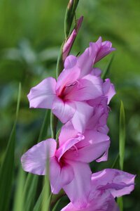 Nature garden flowers plant