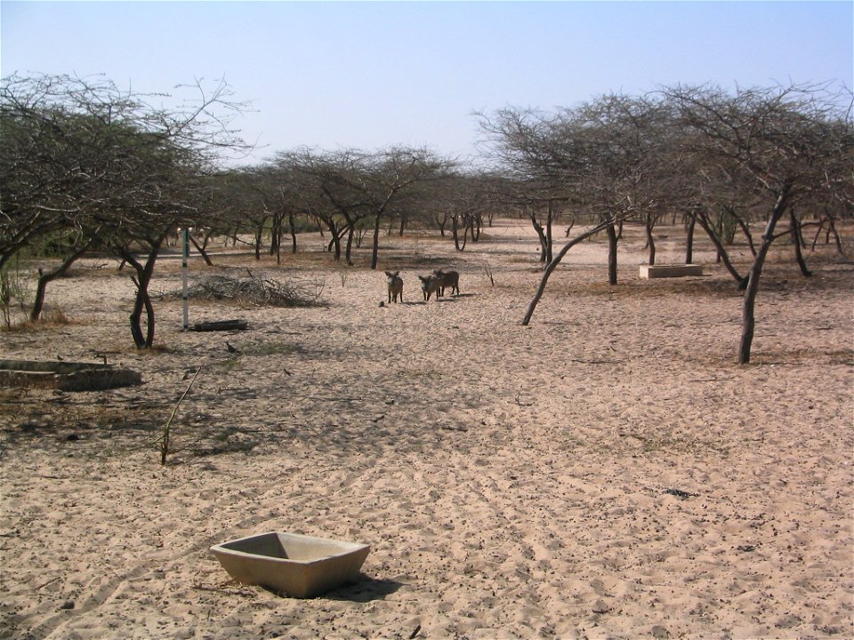 Phacochères à la réserve de Guembeul (Sénégal)