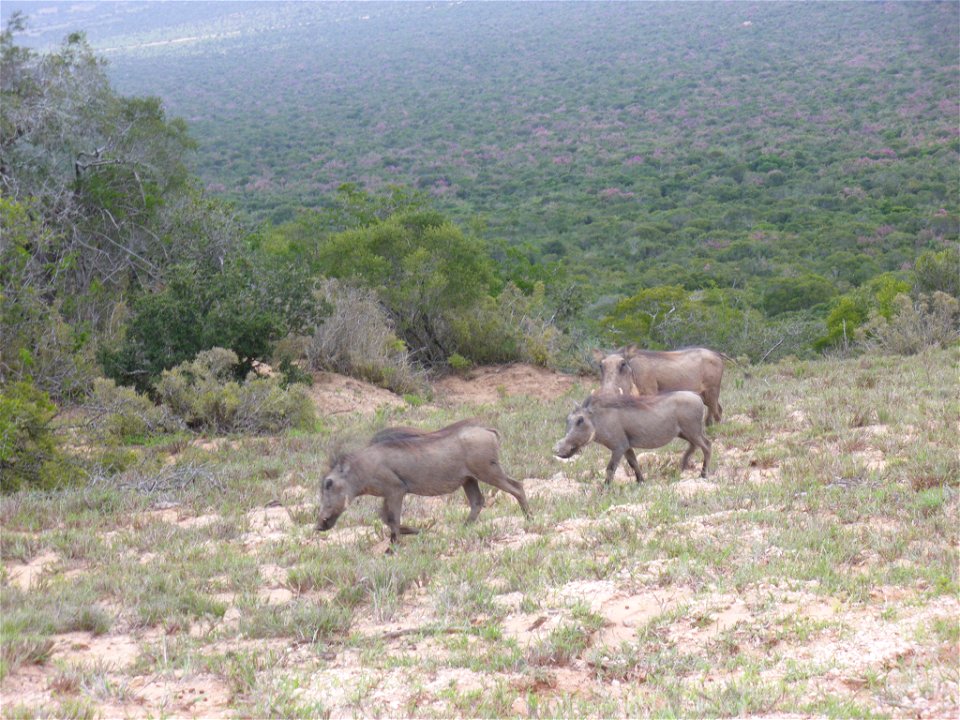 Phacochères au Parc National Addo, Afrique du Sud