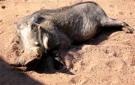 Warzenschwein in Namibia