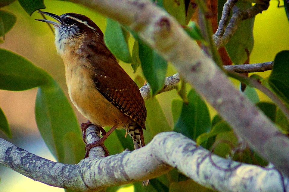 Carolina Wren (Thryothorus ludovicianus) at Bon Secour National Wildlife Refuge. Credit: USFWS