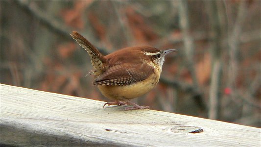 A Carolina Wren (Thryothorus ludovicianus) on a rail.Photo taken with a Panasonic Lumix DMC-FZ20 in Johnston County, North Carolina, USA. photo