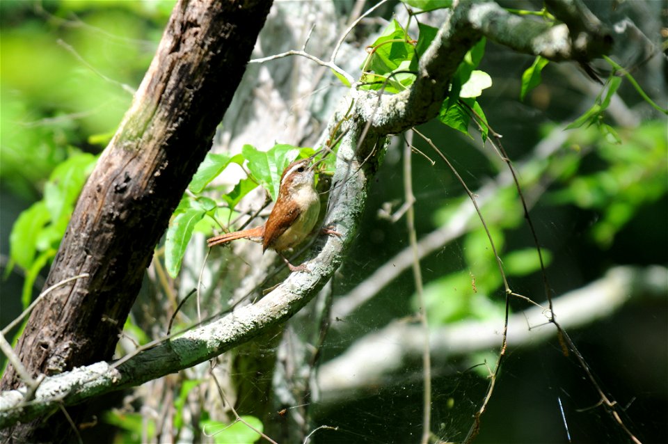 Resting on a branch at Black Bayou Lake National Wildlife Refuge in Louisiana.
www.fws.gov/blackbayoulake/. Thank you Dendroica cerulea for identifying this bird.

Photographer: Garry Tucker, USFWS.