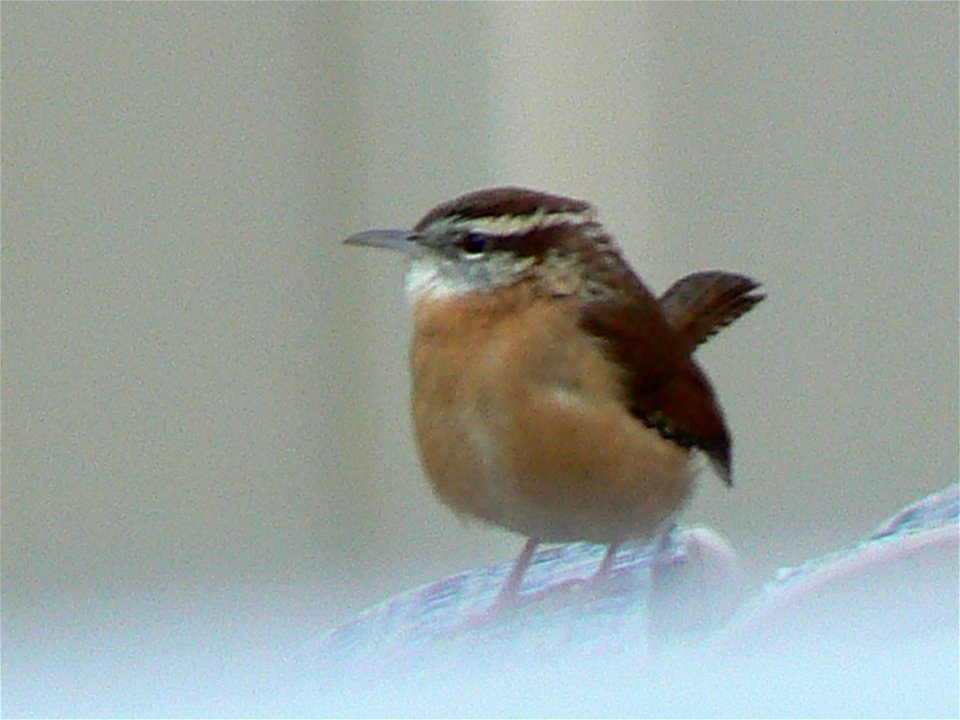 Carolina wren at Cape May National Wildlife Refuge.


Credit: Laura Perlick / USFWS